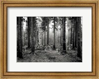 Framed Pack of Wolves in the Woods (BW)