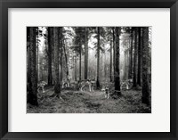 Framed Pack of Wolves in the Woods (BW)
