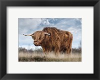 Framed Scottish Highland Bull
