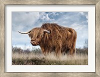 Framed Scottish Highland Bull