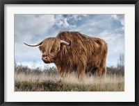 Framed Scottish Highland Bull