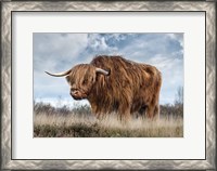 Framed Scottish Highland Bull