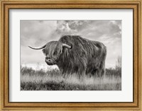 Framed Scottish Highland Bull (BW)