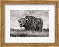 Framed Scottish Highland Bull (BW)