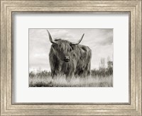 Framed Scottish Highland Cattle (BW)