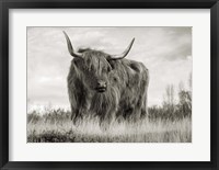 Framed Scottish Highland Cattle (BW)