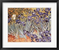 Framed Irises in the Garden, Saint-Remy, c.1889