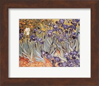 Framed Irises in the Garden, Saint-Remy, c.1889