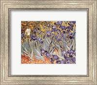 Framed Irises in the Garden, Saint-Remy, c.1889