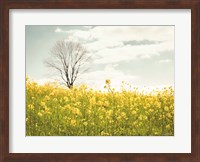 Framed Yellow Meadow