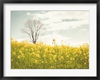 Framed Yellow Meadow