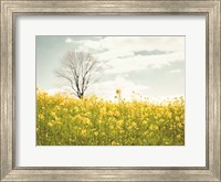 Framed Yellow Meadow