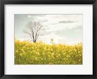 Framed Yellow Meadow