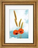 Framed Wild Poppies