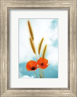 Framed Wild Poppies