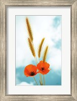 Framed Wild Poppies