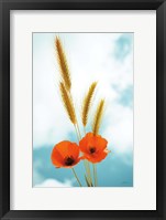 Framed Wild Poppies