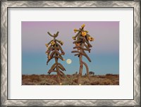 Framed Desert Moonrise