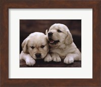 Framed Golden Retriever Puppies