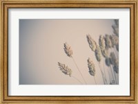 Framed Dried Grass Study