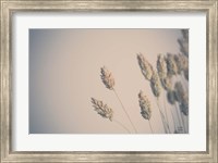 Framed Dried Grass Study