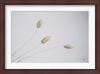 Framed Grass Study Color