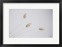 Framed Grass Study Color