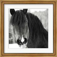 Framed Winter Horse II