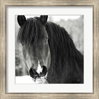 Framed Winter Horse II