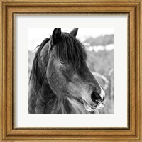 Framed Winter Horse I