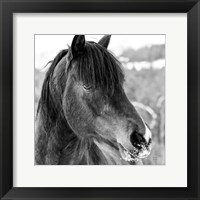 Framed Winter Horse I