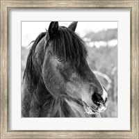 Framed Winter Horse I