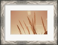 Framed Lakeside Grasses VI