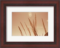 Framed Lakeside Grasses VI