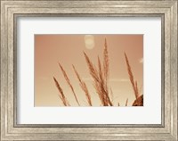 Framed Lakeside Grasses VI