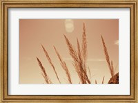 Framed Lakeside Grasses VI
