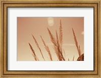 Framed Lakeside Grasses VI