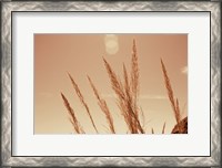 Framed Lakeside Grasses VI