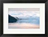 Framed Fog and Forest III