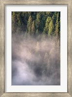 Framed Fog and Forest II