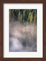 Framed Fog and Forest II