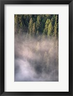 Framed Fog and Forest II