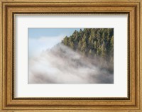 Framed Fog and Forest I