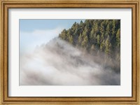 Framed Fog and Forest I