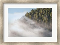Framed Fog and Forest I