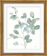 Framed Transparent Branch Eucalyptus