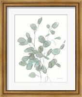 Framed Transparent Leaves Eucalyptus