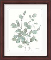 Framed Transparent Leaves Eucalyptus