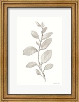 Framed Gray Sage Leaves II on White