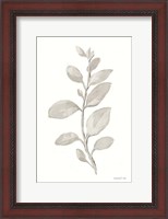 Framed Gray Sage Leaves II on White